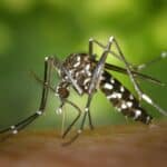 Calor em alta: Brasil atinge mais de 550 mil casos de dengue