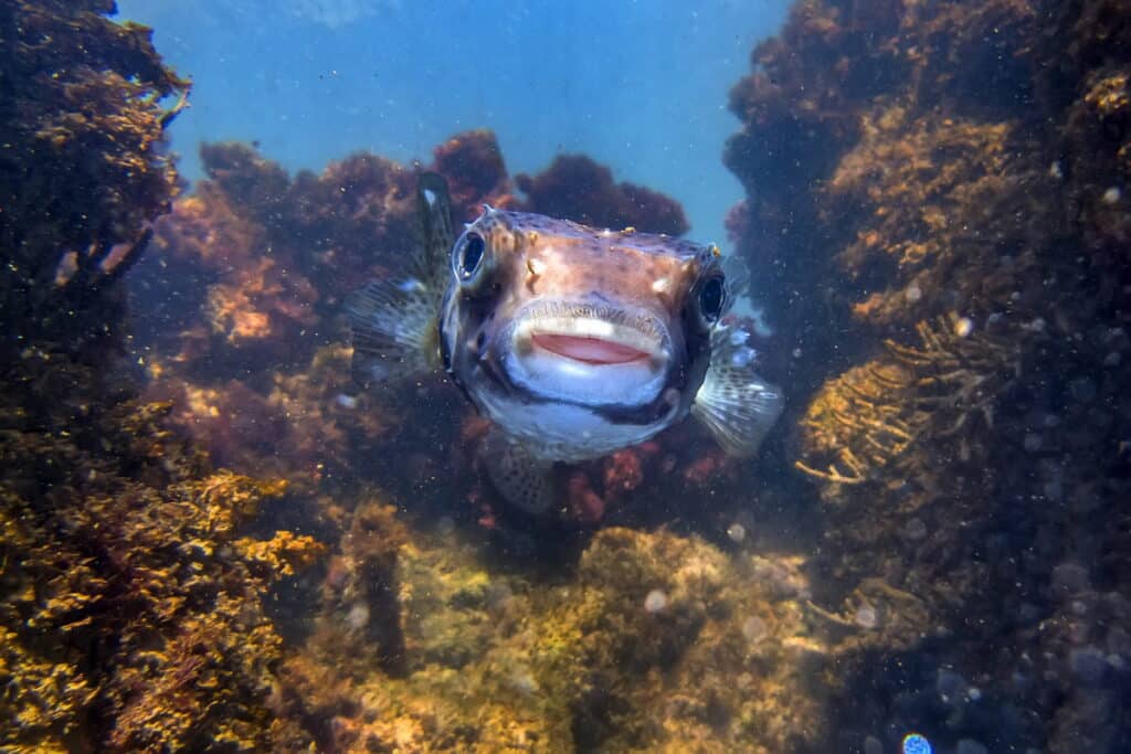 Fotografia submarina de um baiacu de frente para a câmera, exibindo uma expressão que lembra um sorriso, capturando a essência carismática da vida marinha. Fotografia de Natureza e Conservação.