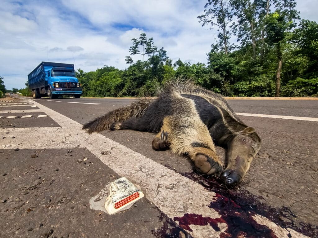 Imagem impactante de um tamanduá-bandeira atropelado em uma estrada no Mato Grosso do Sul, refletindo o grave problema do atropelamento de fauna. Fotografia de Natureza e Conservação.