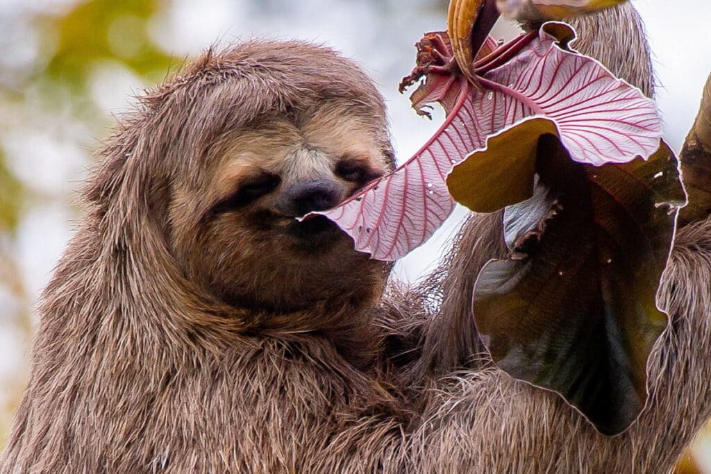 Preguiça-comum com expressão sorridente alimentando-se de folhas de embaúba na Mata Atlântica | Foto: Leonardo Merçon.