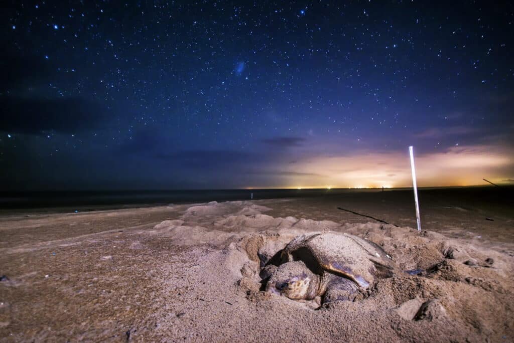 Fotografia noturna de uma tartaruga-cabeçuda desovando na praia de Regência, Espírito Santo, sob um céu intensamente estrelado, capturando a magia da vida selvagem. Fotografia de Natureza e Conservação.