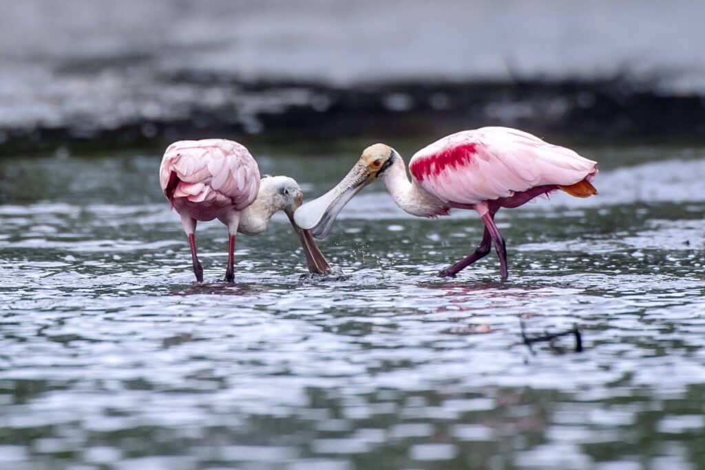 Colhereiro de plumagem rosa se alimentando no manguezal de Vitória, destacando-se contra o verde escuro do ambiente.