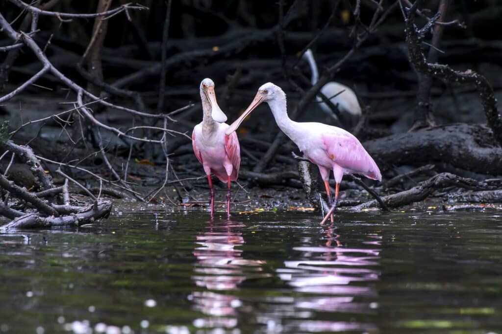 Colhereiro de plumagem rosa se alimentando no manguezal de Vitória, destacando-se contra o verde escuro do ambiente.