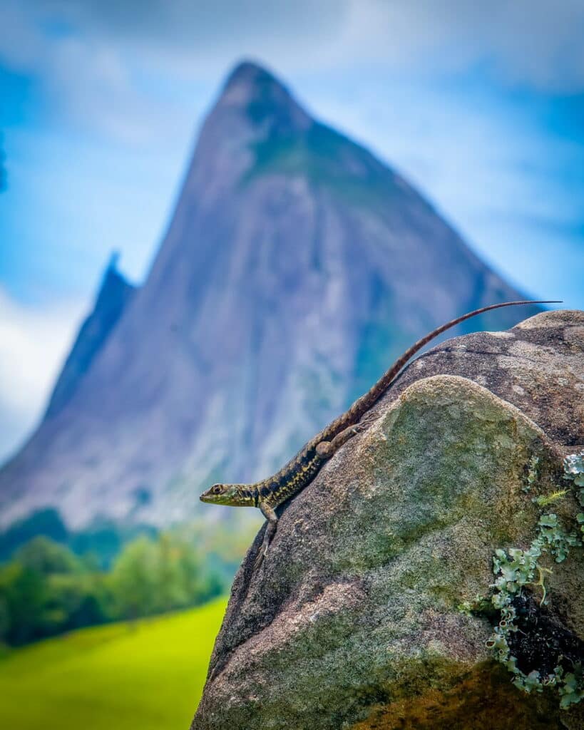 Lagarto posando na frente da Pedra Azul e Pedra do Lagarto, destacando a biodiversidade do Espírito Santo.