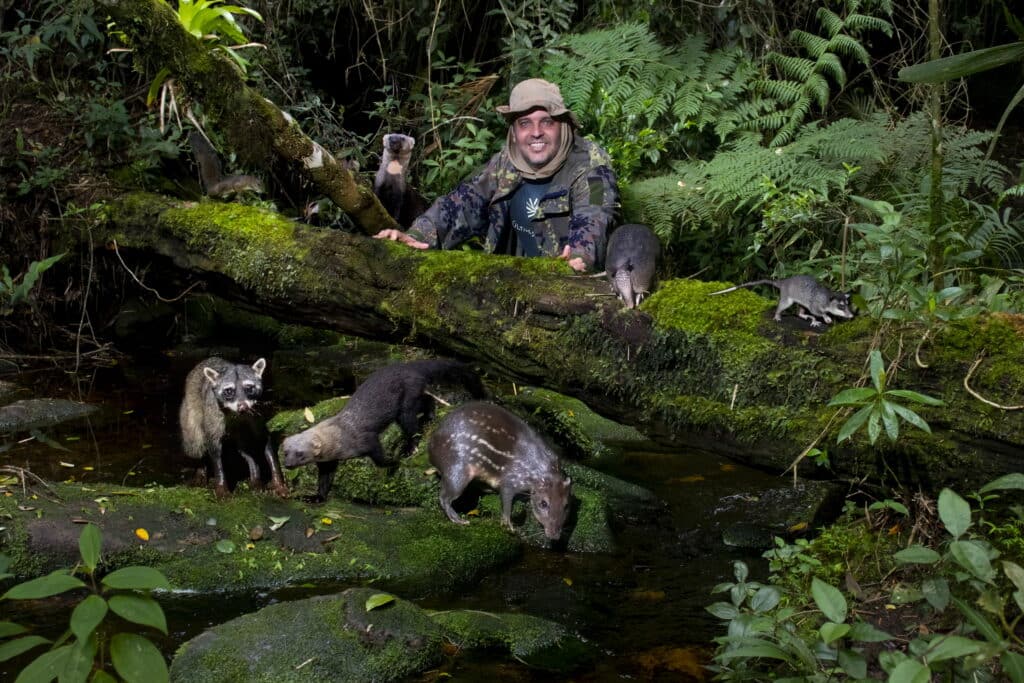 Diversidade de animais selvagens capturados por armadilha fotográfica no topo da Pedra Azul, Espírito Santo, destacando a riqueza do ecossistema local.