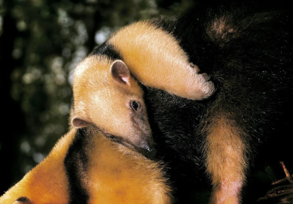 Mamãe tamanduá-de-colete carregando seu filhote nas costas em uma paisagem natural, representando a biodiversidade do Espírito Santo e a conexão emocionante entre a fotografia de natureza e a conservação ambiental.