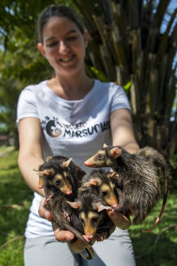 Iasmin Macedo, coordenadora do Projeto Marsupiais, segurando cuidadosamente filhotes de gambás durante um processo de reabilitação, demonstrando o compromisso com a conservação da vida selvagem.