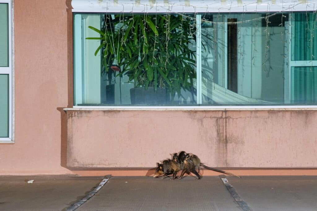 Uma mamãe gambá-de-orelha-preta caminhando com seus filhotes nas costas, em frente a uma janela de casa, ilustrando a harmonia possível entre a vida selvagem e os ambientes humanos.
