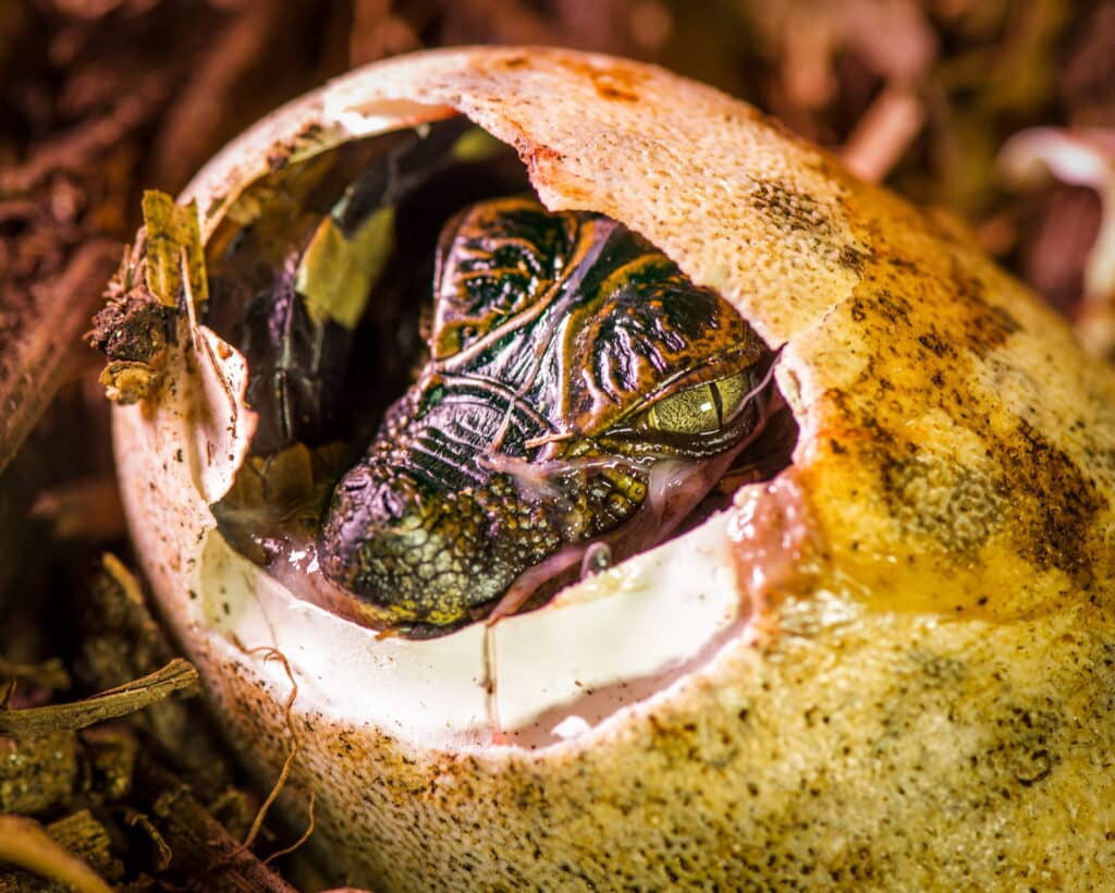 Filhote de jacaré-de-papo-amarelo emergindo do ovo, simbolizando a renovação da vida e a importância da conservação ambiental.