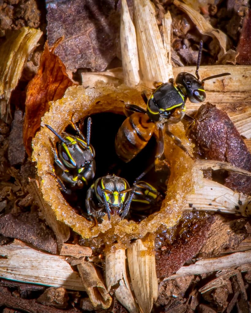Três abelhas jataí-da-terra emergindo da entrada de sua colmeia no solo da Reserva Águia Branca, demonstrando a interação delicada entre a natureza e a atividade humana.