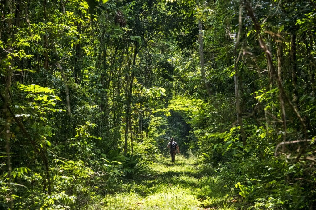 Pesquisador caminha por trilha na Reserva Natural Vale, pequeno em comparação à vastidão da floresta, iluminado por raios de sol que penetram a densa folhagem.