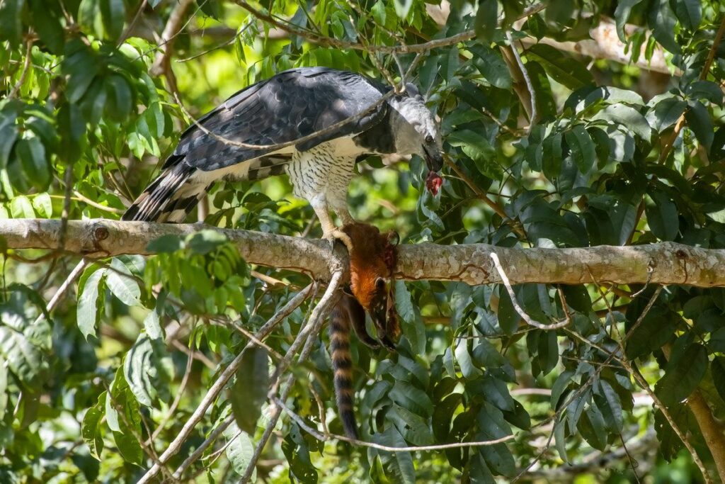 Harpia capturando um quati na Amazônia, destacando a força e a habilidade predatória desta majestosa ave de rapina.