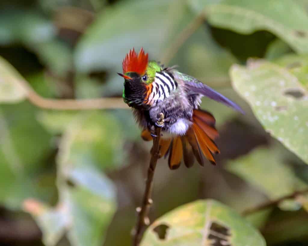 Beija-flor topetinho-vermelho pousado em um galho, alongando suas asas, simbolizando a conservação da Mata Atlântica no INMA.