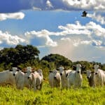 Exportações de carne bovina surpreendem em 2022; receita ultrapassa US$ 13 bi