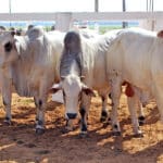 Brasil é referência no combate a doença em bovinos