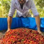 O que o ES pode aprender com RO na cafeicultura? 