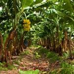Você sabia que Cariacica é um grande produtor de banana orgânica?