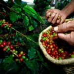 Colômbia anuncia plano que movimentará mercado internacional de café 