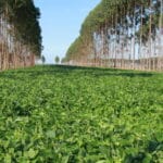 Governo assina decreto que promove mais sustentabilidade no agro 