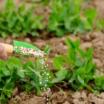 Crise de fertilizantes pode prejudicar agro capixaba e nacional