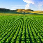 União Europeia não aceitará produtos do agro com desmatamento