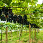 Linhares abre as portas para colheita inédita de uva 