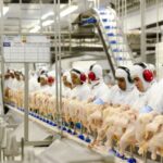 Exportações de frango batem recorde em 2021