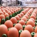 Com demanda externa crescente, exportações de ovos crescem 80% em 2021 