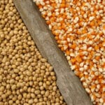Enquanto soja bate recorde de exportações, milho cai a menor patamar desde 2012