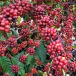 Novo recorde: exportação de café do Brasil chega a 3,96 milhões de sacas em janeiro