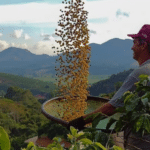 StoneX prevê aumento na produção de café no Espírito Santo em 2024/25