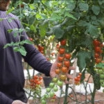 Do tomate ao morango: produtores do ES optam pelo cultivo em estufas para aumentar a produtividade