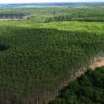 Setor brasileiro de árvores plantadas alcança receita de R$ 260 bilhões