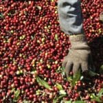 Com destaque para o conilon, exportações de café pelo Espírito Santo triplicam nos primeiros quatro meses de 2024