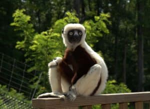lemure-2