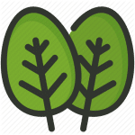 food_Spinach-Vegetable-Plant-Leaf-Herb-2-512