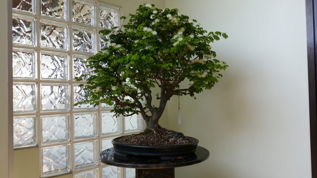 20150826_104910[1]_bonsai