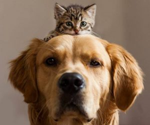 cachorros-e-gatos-podem-ser-amigos-11