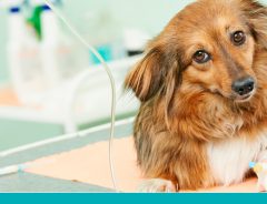 Doencas de figado em cachorros