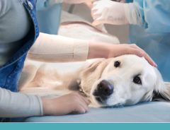 como funciona a terapia intensiva veterinária
