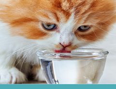 meu gato não está bebendo água