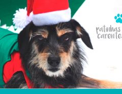 Patinhas Carentes promove solidariedade com Natal Animal. Ajude!