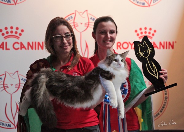 gato brasileiro world cat show 2017