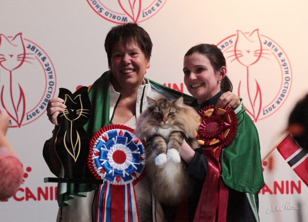 gato brasileiro world cat show 2017