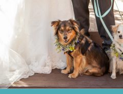 cachorro no casamento