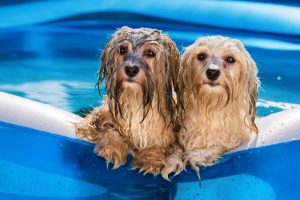 cachorros podem entrar na piscina?