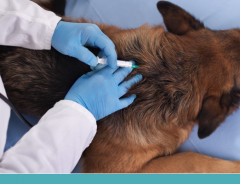 Vacinas do seu pet: Dicas e cuidados