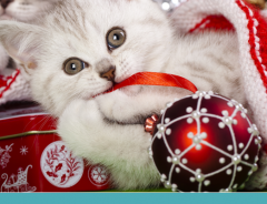 Como evitar que seu gato destrua a árvore de Natal?