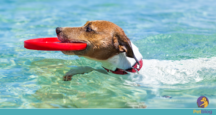 Ensinar seu cachorro a nadar aos poucos!
