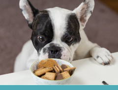 Saiba identificar a compulsão alimentar canina